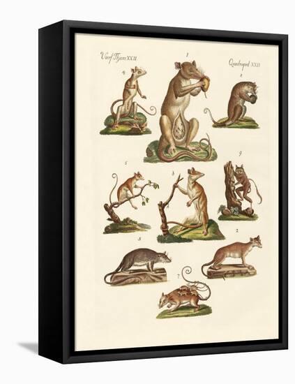 Various Kinds of Marsupials-null-Framed Stretched Canvas