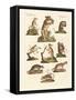 Various Kinds of Marsupials-null-Framed Stretched Canvas