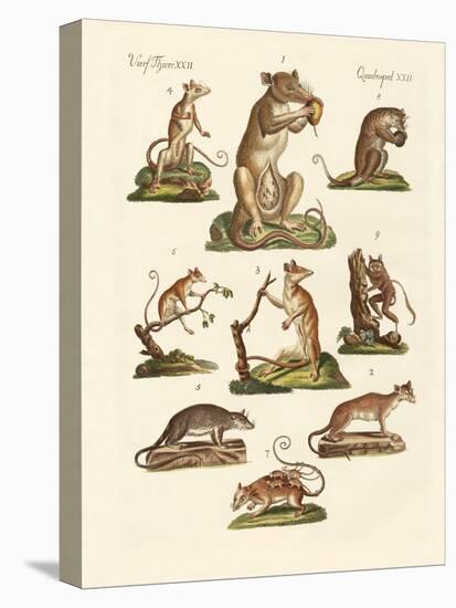 Various Kinds of Marsupials-null-Stretched Canvas
