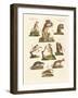 Various Kinds of Marsupials-null-Framed Giclee Print