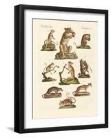 Various Kinds of Marsupials-null-Framed Giclee Print