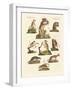 Various Kinds of Marsupials-null-Framed Giclee Print