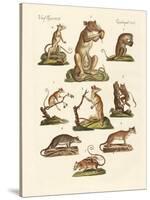 Various Kinds of Marsupials-null-Stretched Canvas