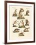 Various Kinds of Marsupials-null-Framed Giclee Print