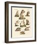 Various Kinds of Marsupials-null-Framed Giclee Print