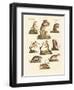 Various Kinds of Marsupials-null-Framed Giclee Print