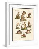 Various Kinds of Marsupials-null-Framed Giclee Print