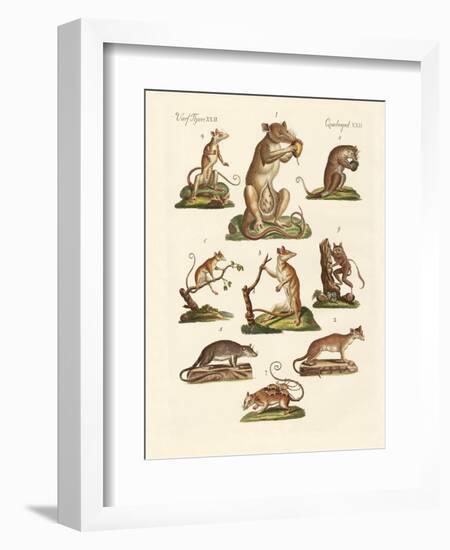 Various Kinds of Marsupials-null-Framed Giclee Print