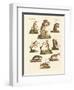 Various Kinds of Marsupials-null-Framed Giclee Print