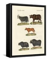 Various Kinds of Oxen-null-Framed Stretched Canvas