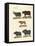 Various Kinds of Oxen-null-Framed Stretched Canvas