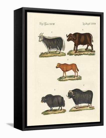 Various Kinds of Oxen-null-Framed Stretched Canvas