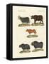 Various Kinds of Oxen-null-Framed Stretched Canvas