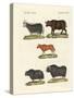 Various Kinds of Oxen-null-Stretched Canvas