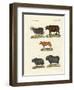 Various Kinds of Oxen-null-Framed Giclee Print