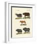 Various Kinds of Oxen-null-Framed Giclee Print