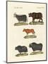 Various Kinds of Oxen-null-Mounted Giclee Print