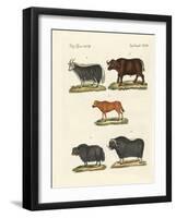 Various Kinds of Oxen-null-Framed Giclee Print