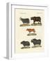 Various Kinds of Oxen-null-Framed Giclee Print