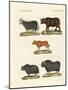 Various Kinds of Oxen-null-Mounted Giclee Print