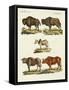 Various Kinds of Oxen-null-Framed Stretched Canvas