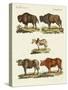 Various Kinds of Oxen-null-Stretched Canvas