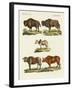 Various Kinds of Oxen-null-Framed Giclee Print