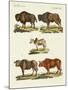 Various Kinds of Oxen-null-Mounted Giclee Print