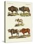 Various Kinds of Oxen-null-Stretched Canvas