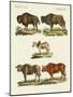 Various Kinds of Oxen-null-Mounted Giclee Print