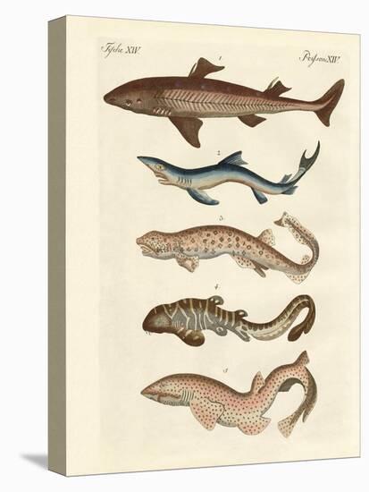 Various Kinds of Sharks-null-Stretched Canvas