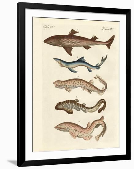 Various Kinds of Sharks-null-Framed Giclee Print