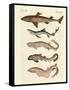 Various Kinds of Sharks-null-Framed Stretched Canvas