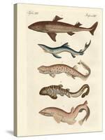 Various Kinds of Sharks-null-Stretched Canvas