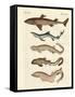 Various Kinds of Sharks-null-Framed Stretched Canvas