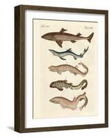 Various Kinds of Sharks-null-Framed Giclee Print