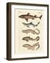 Various Kinds of Sharks-null-Framed Giclee Print