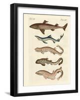 Various Kinds of Sharks-null-Framed Giclee Print