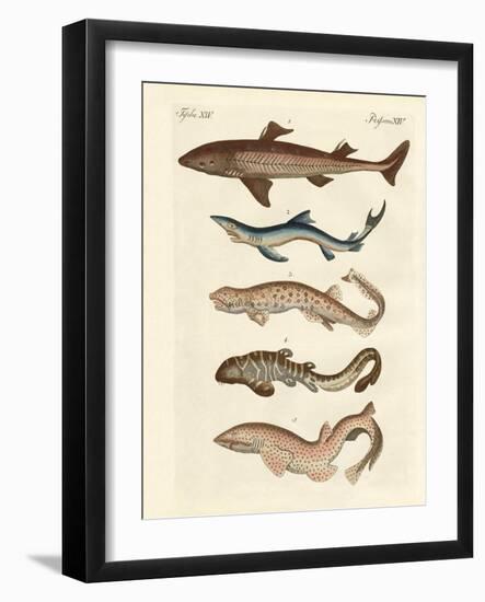 Various Kinds of Sharks-null-Framed Giclee Print