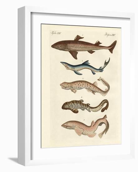 Various Kinds of Sharks-null-Framed Giclee Print