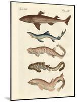 Various Kinds of Sharks-null-Mounted Giclee Print