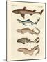 Various Kinds of Sharks-null-Mounted Giclee Print