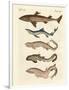 Various Kinds of Sharks-null-Framed Giclee Print