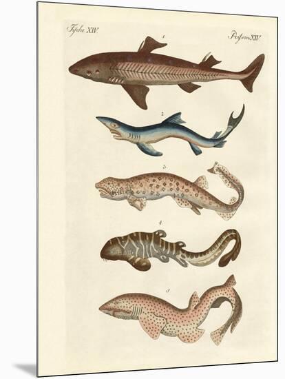 Various Kinds of Sharks-null-Mounted Giclee Print