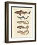 Various Kinds of Sharks-null-Framed Giclee Print