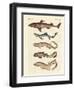 Various Kinds of Sharks-null-Framed Giclee Print