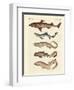 Various Kinds of Sharks-null-Framed Giclee Print