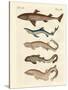 Various Kinds of Sharks-null-Stretched Canvas