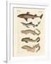 Various Kinds of Sharks-null-Framed Giclee Print