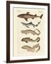 Various Kinds of Sharks-null-Framed Giclee Print